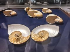 -青岛贝壳博物馆