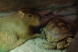 -Zoolung Zoolung动物主题公园(海信广场店)