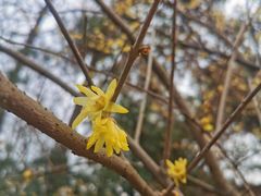 -杭州植物园