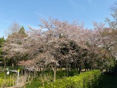 -嘉定紫藤园