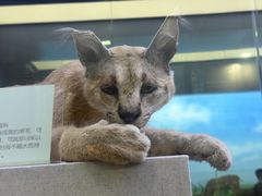 -国家自然博物馆