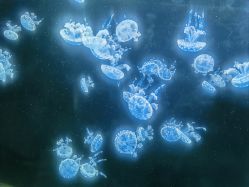 -Zoolung Zoolung动物主题公园(海信广场店)