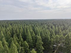 -黄海国家森林公园