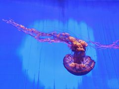 -上海海洋水族馆