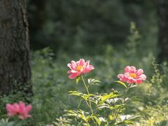 -黑河国家森林公园