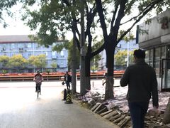 -中关村茶点