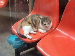 -猫咪博物馆(顶澳仔猫街店)