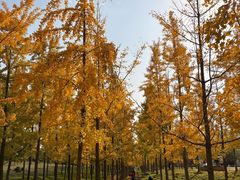 -汉长安城未央宫国家考古遗址公园