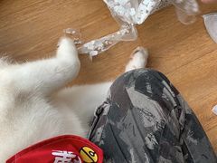 -Husky Go! 哈士奇体验馆·宠物咖啡厅狗咖