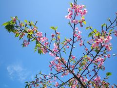 -大埔公路-马料水段香港中文大学(公交站)