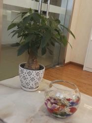 -成都苗方清颜专业祛痘