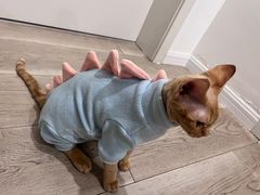 -爱侣宠医·鹦鹉专科·小型哺乳类·异宠专科(灵石路店)