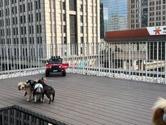 -百好乐宠物友好餐厅(朝外大街店)