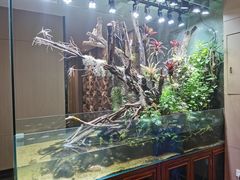 -甄花精致料理自助(城市阳台店)