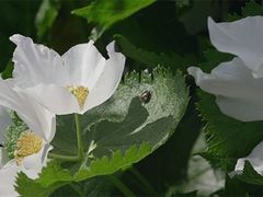 -青岛鑫江温德姆酒店