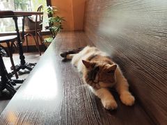 -猫岛主趣味餐厅(鼓浪屿店)