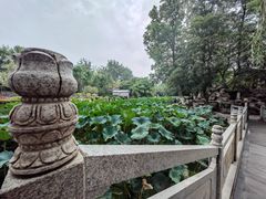 -莲湖公园