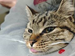 -伟伟宠物医院·瑞派猫友好医院·猫科(光谷店)