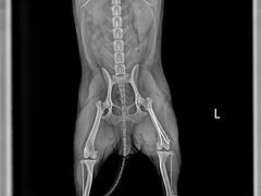 -萌兽医馆·宠物医院·猫骨科(创景店)