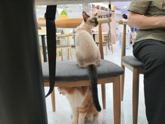 -喵园·猫主题咖啡厅·撸猫·猫咖(国贸店)