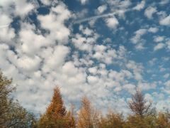 -五营红松林海景区