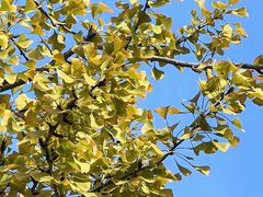 -三里屯东五街银杏大道