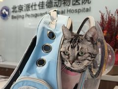 -北京派仕佳德动物医院·超导核磁·CT·神经科·骨科·内外科·急重症管理中心