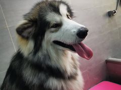 -宠福鑫康馨动物医院·骨科·眼科