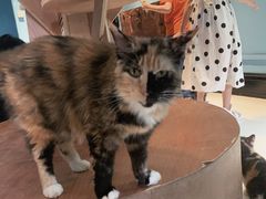 -猫色咖啡·猫咖