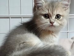 -翊宠yipet猫狗购宠庄园犬舍•猫舍