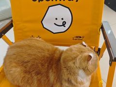 -平行世界·猫咖(首经贸店)
