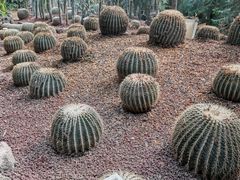 -呀路古热带植物园