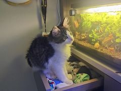 -天使宠物医院·犬猫分诊(彩虹店)