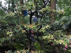 -南山植物园