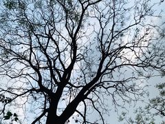 -南山植物园