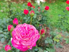 -上海共青森林公园