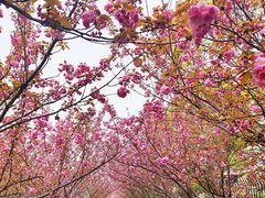-高东镇樱花园