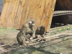 -哈尔滨北方森林动物园