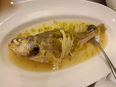 雪花菜黄鱼-宝燕壹号(徐汇店)