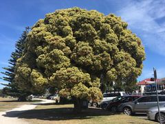 -Dooley's Premium Ice Cream