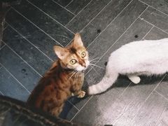 -猫色咖啡·猫咖