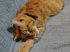 -李小姐の猫咖啡馆(五角场店)