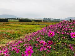 -光明小镇欢乐田园