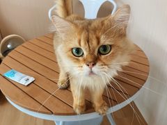 -唐小姐の私宠·宠物洗护美容·撸猫馆·购宠(周浦万达旗舰店)