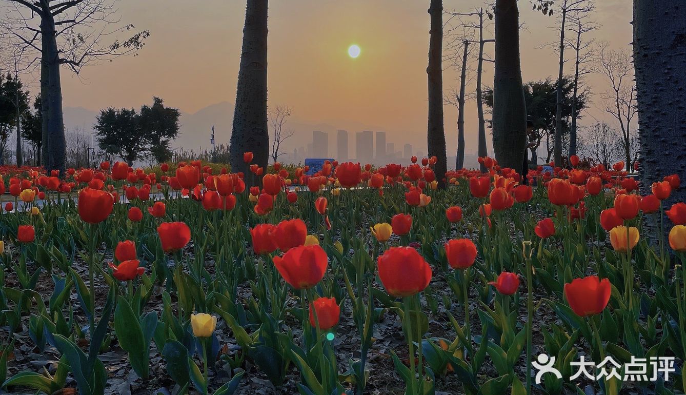 福州花海公园🍂不止郁金香还有‼️