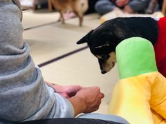 -逗柴咖啡屋·狗咖猫咖宠物桌游