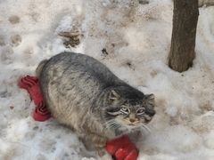 -青藏高原野生动物园