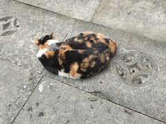 -韬光茶庵