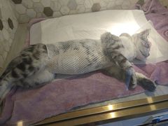 -宠爱国际动物医院·消化内科·心肾内科·ISFM猫友好(望京店)