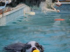 -爪吧宠物乐园 (温榆河示范区店)